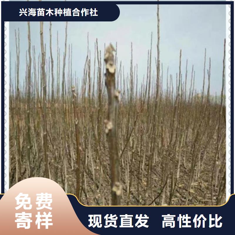 核桃苗苹果苗批发价格