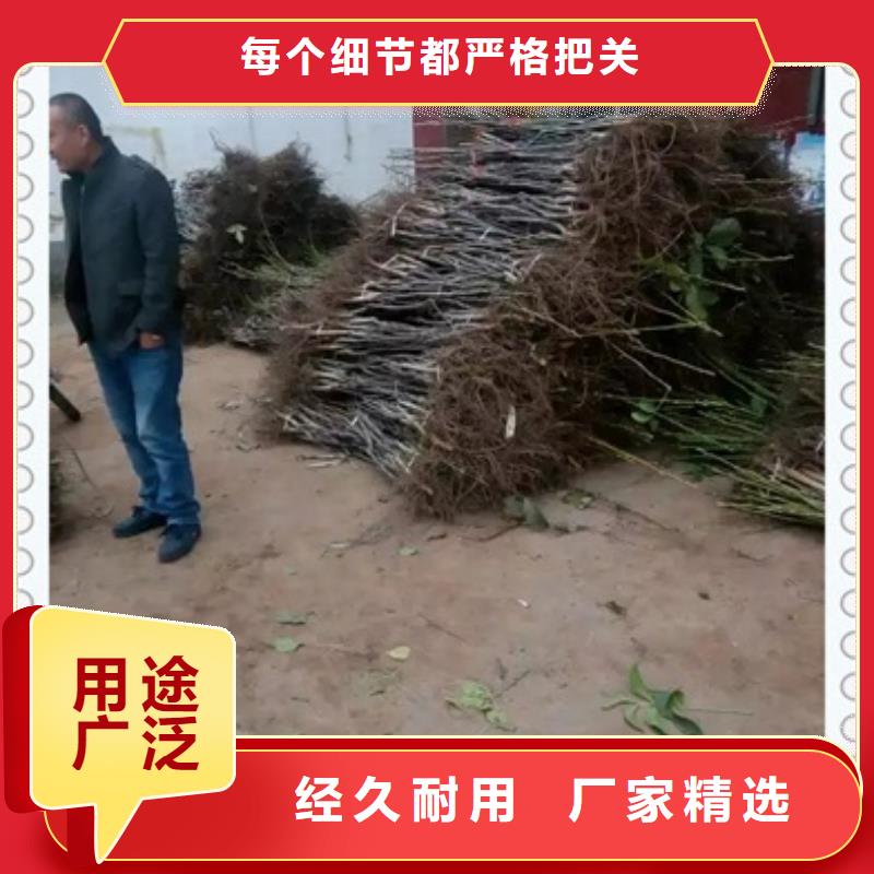 核桃苗桃树苗现货齐全售后无忧