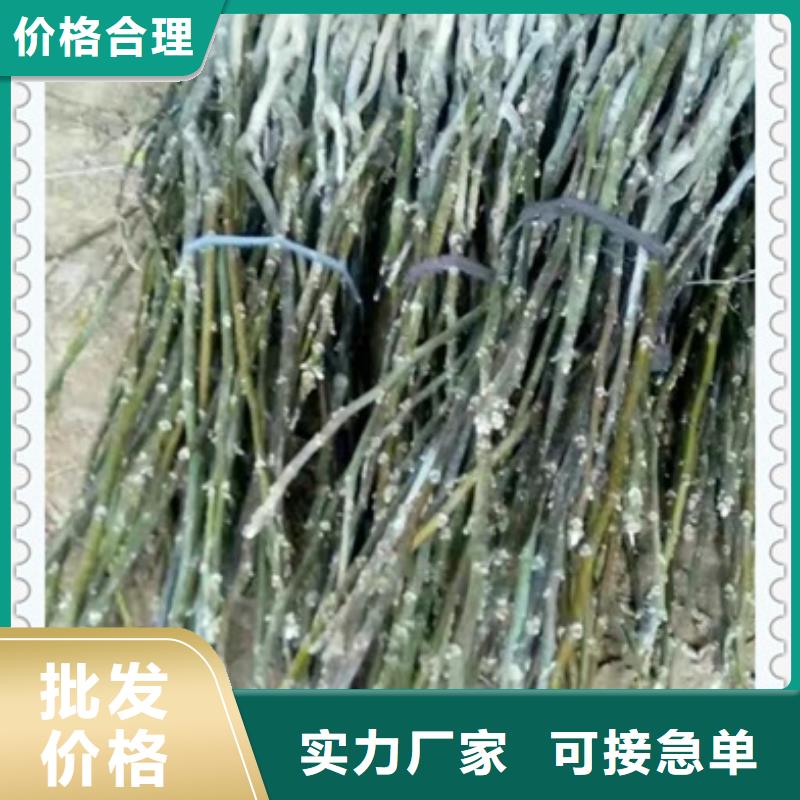 核桃苗货源稳定
