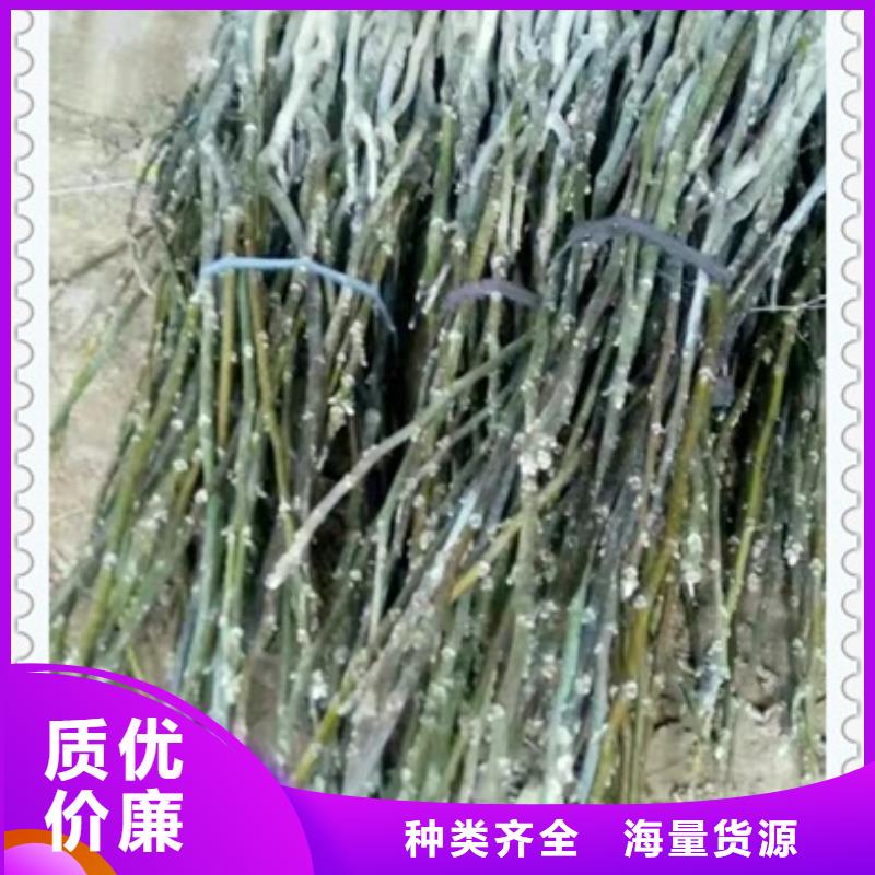 核桃苗_板栗苗生产加工