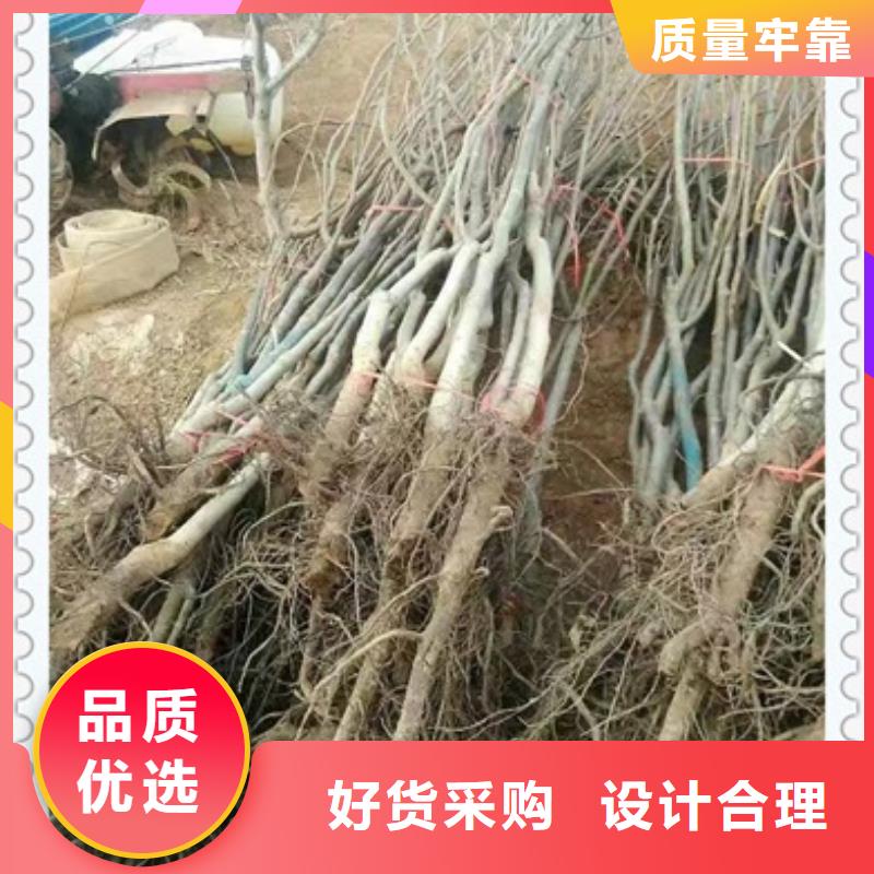【核桃苗】,梨树苗原厂制造