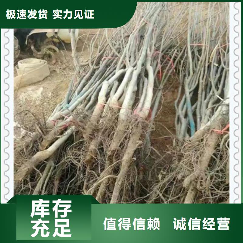 核桃苗蓝莓苗高标准高品质