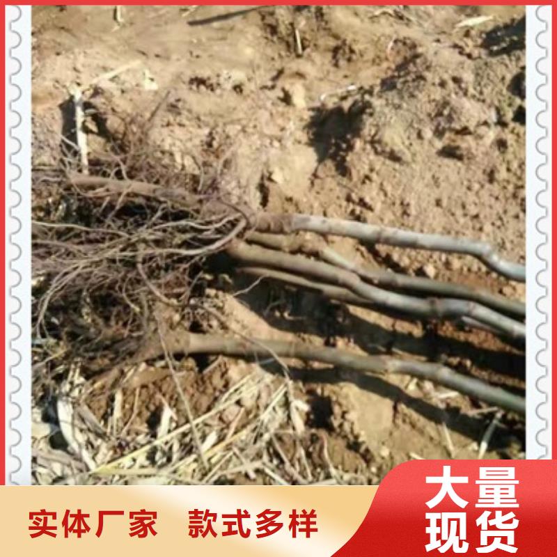 核桃苗蓝莓苗高标准高品质