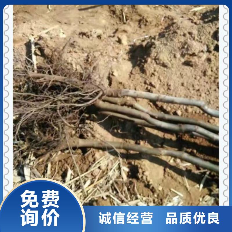 核桃苗葡萄苗符合标准