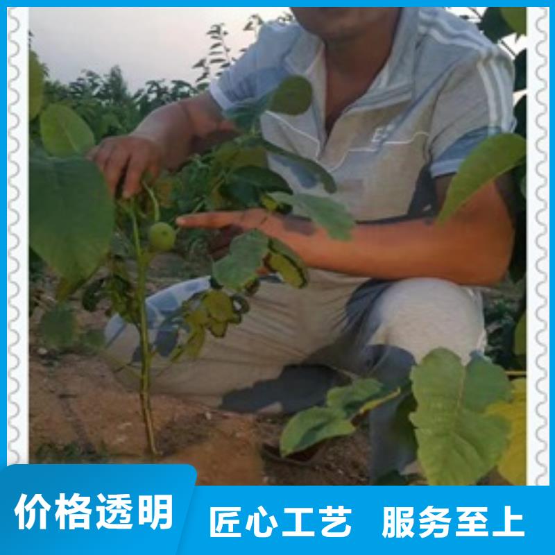 核桃苗花椒苗源头厂家来图定制