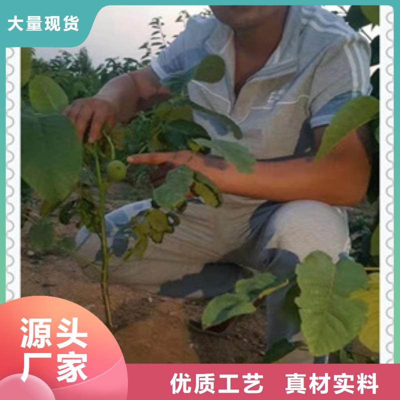 核桃苗-梨树苗助您降低采购成本