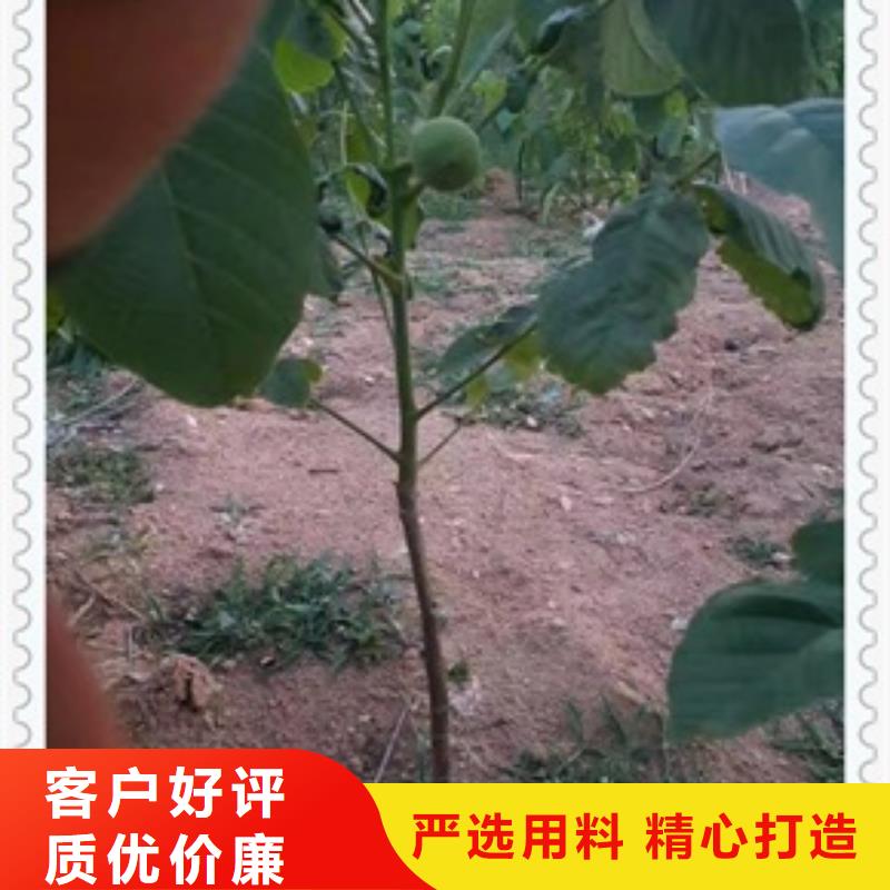 核桃苗山楂苗品质之选
