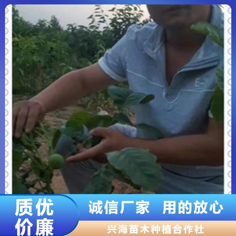 核桃苗花椒苗细节严格凸显品质