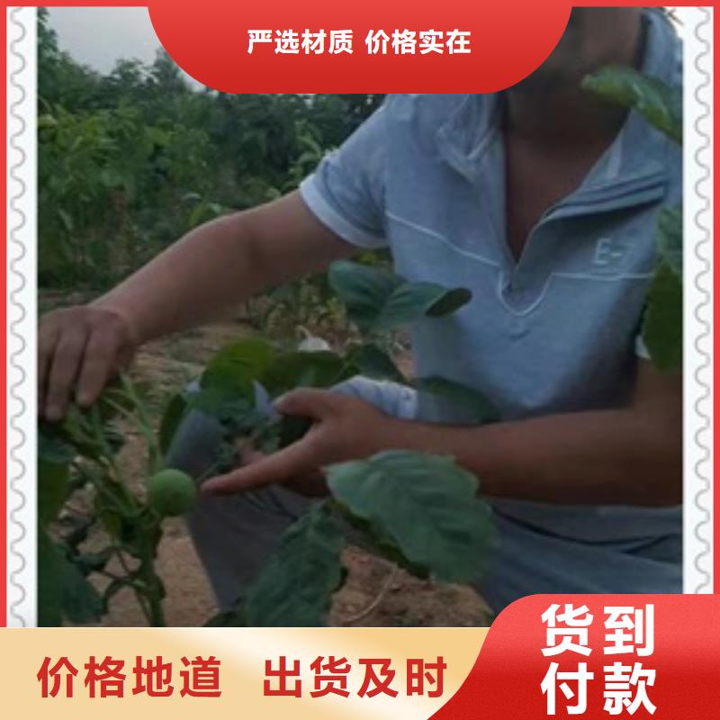 核桃苗苹果苗信誉至上