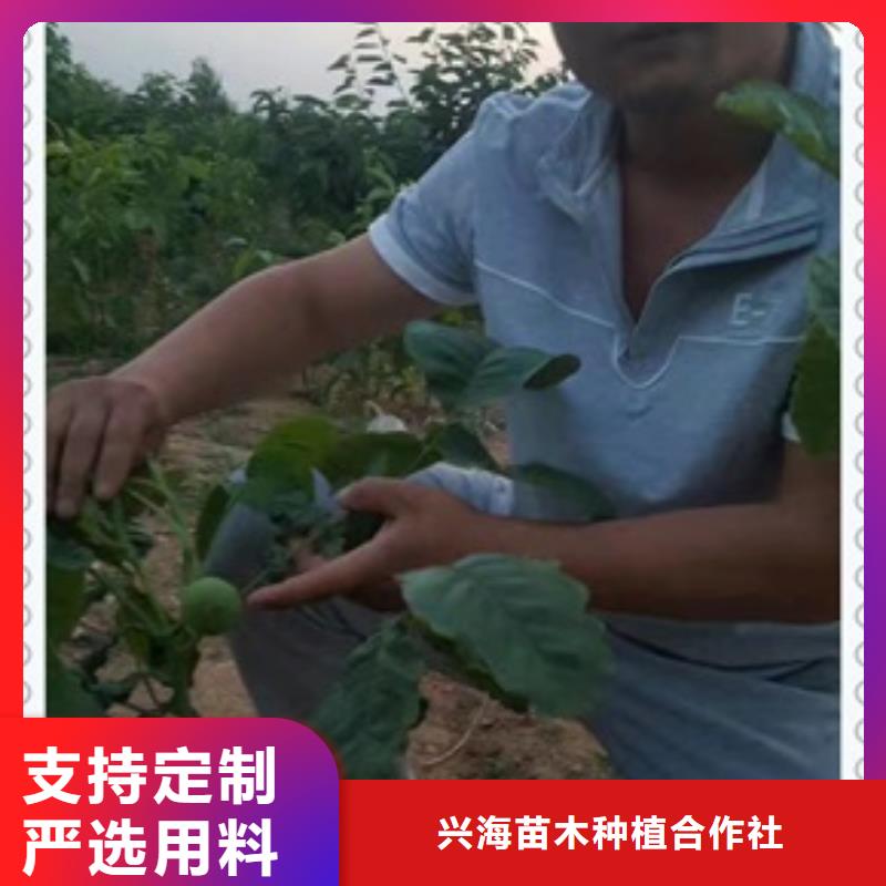 核桃苗_花椒苗源头把关放心选购
