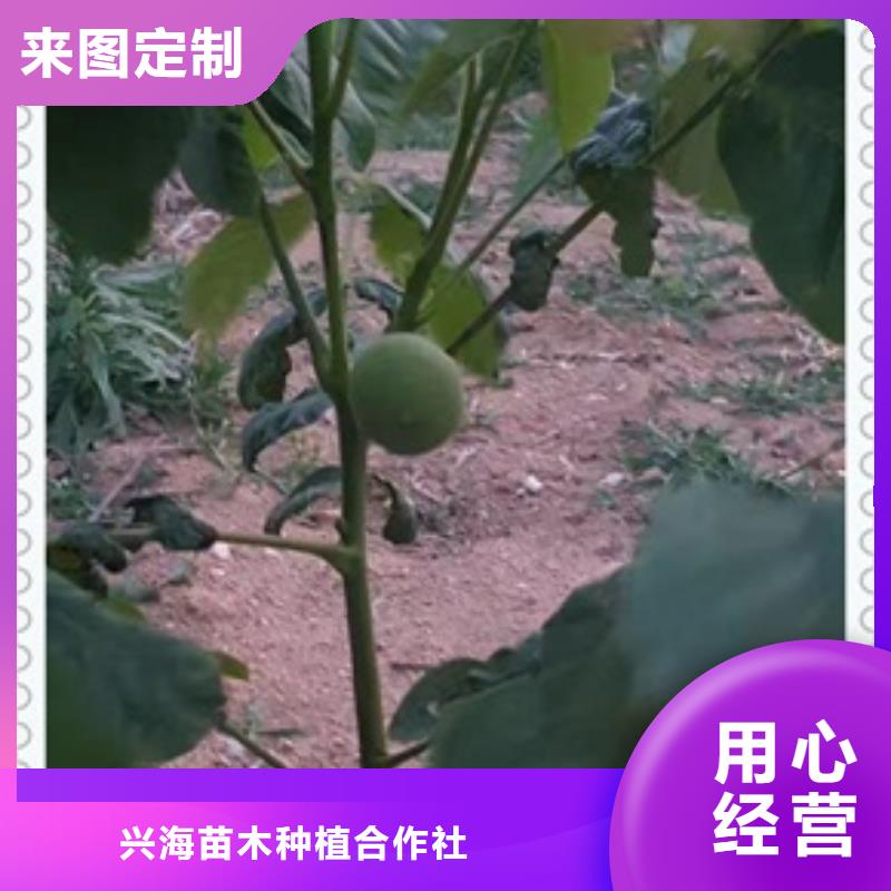 核桃苗花椒苗源头厂家来图定制