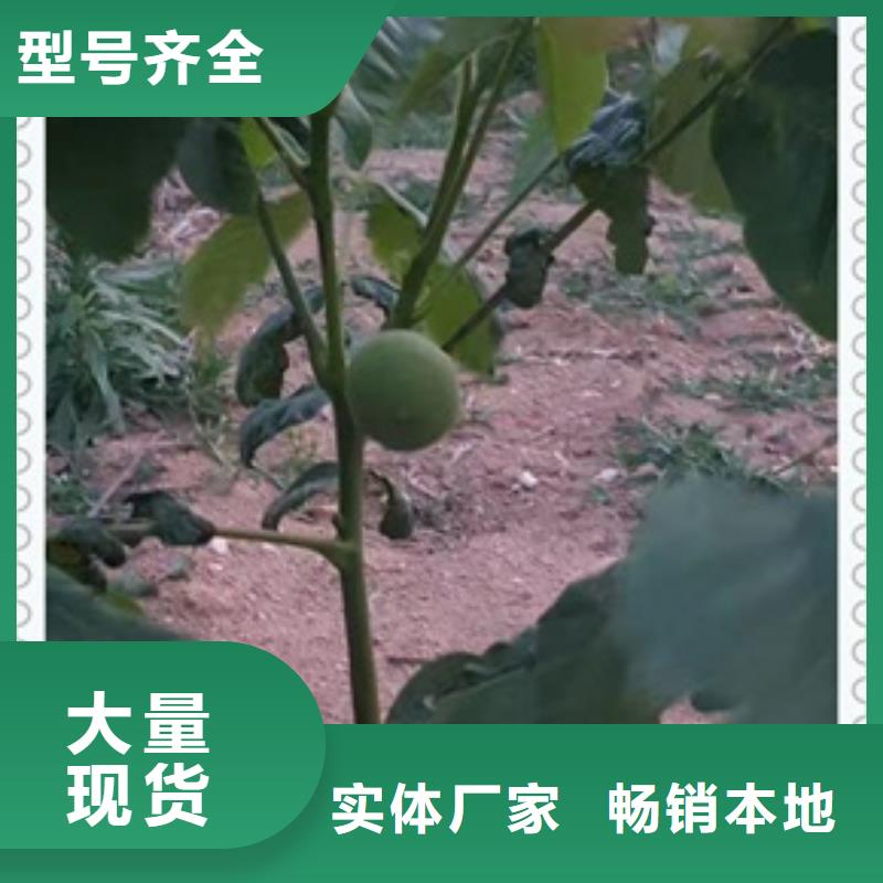 核桃苗花椒苗源头厂家来图定制
