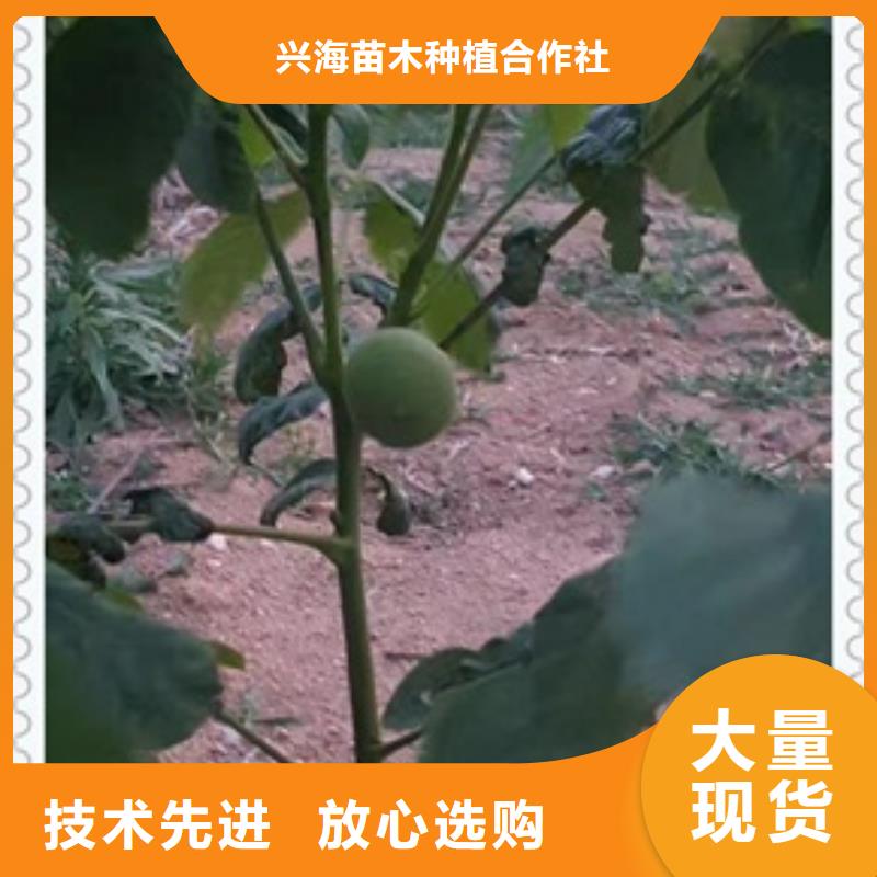 核桃苗蓝莓苗高标准高品质