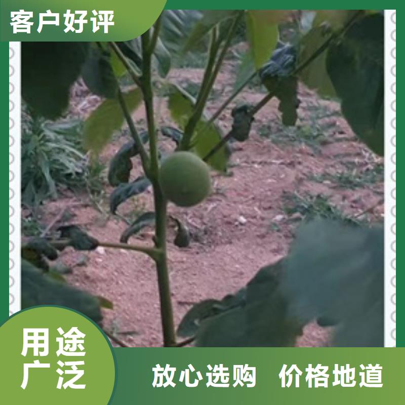 核桃苗苹果苗批发价格