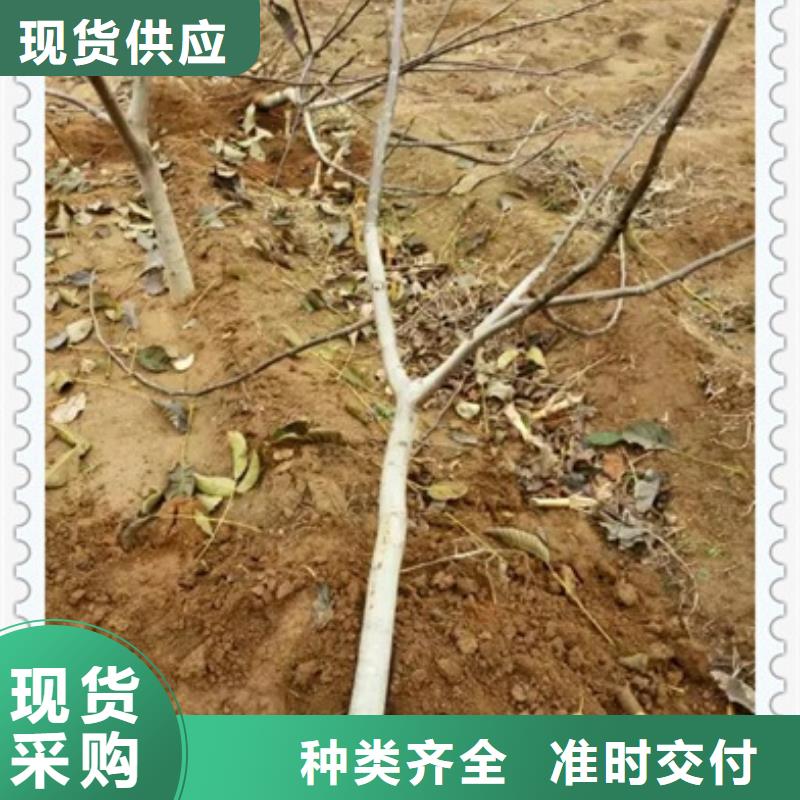 核桃苗花椒苗源头厂家来图定制