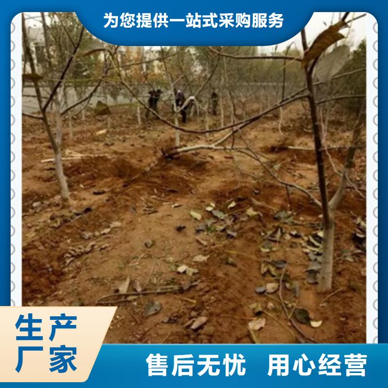 核桃苗山楂苗厂家直销直供