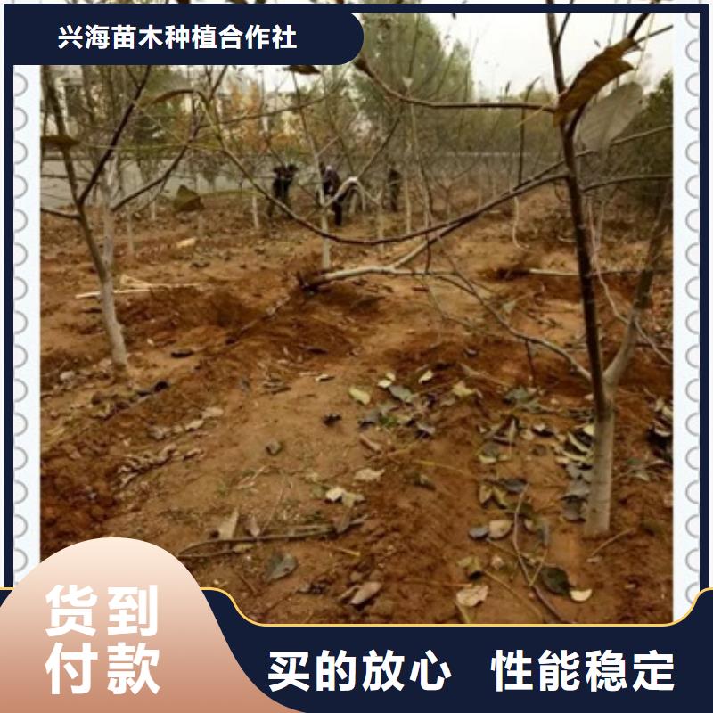 核桃苗花椒苗源头厂家来图定制