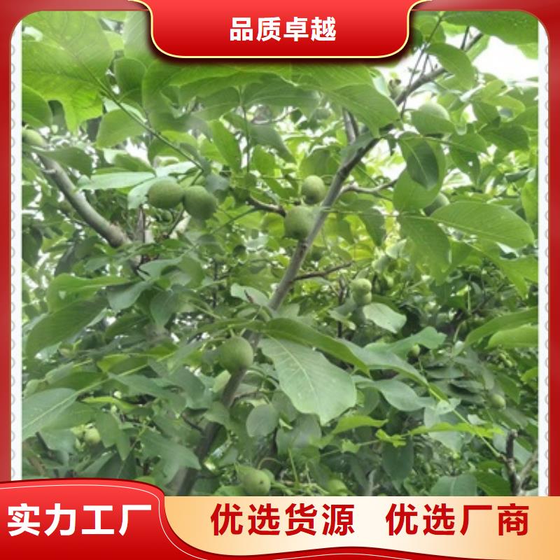核桃苗花椒苗源头厂家来图定制