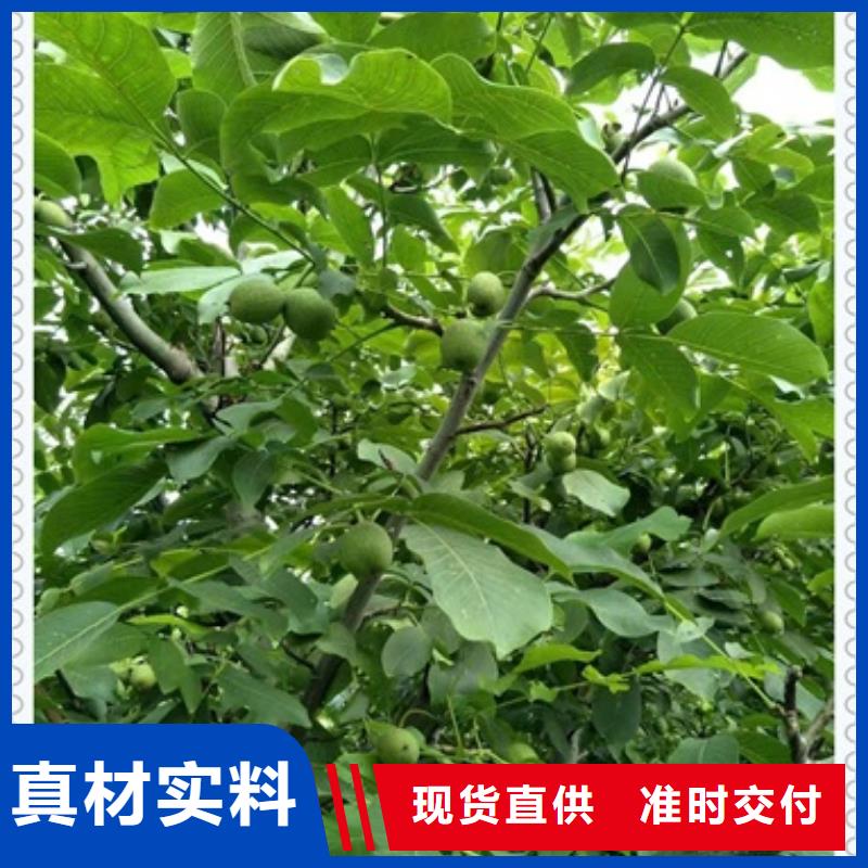 核桃苗花椒苗源头厂家来图定制