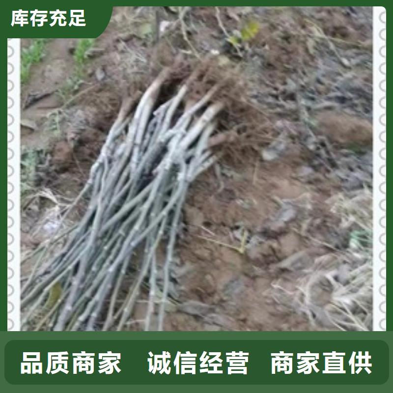 核桃苗花椒苗细节严格凸显品质