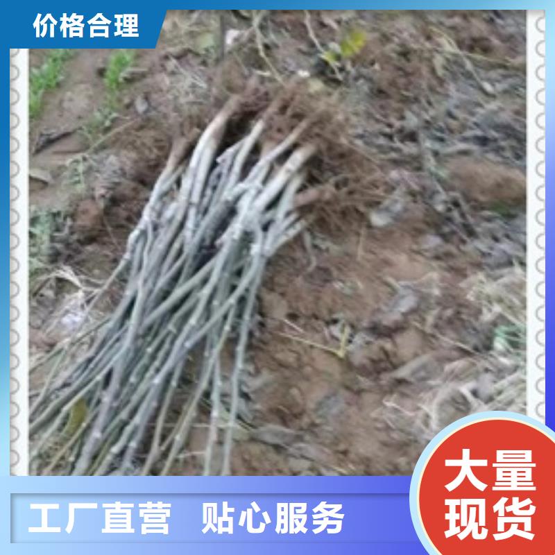 核桃苗花椒苗源头厂家来图定制