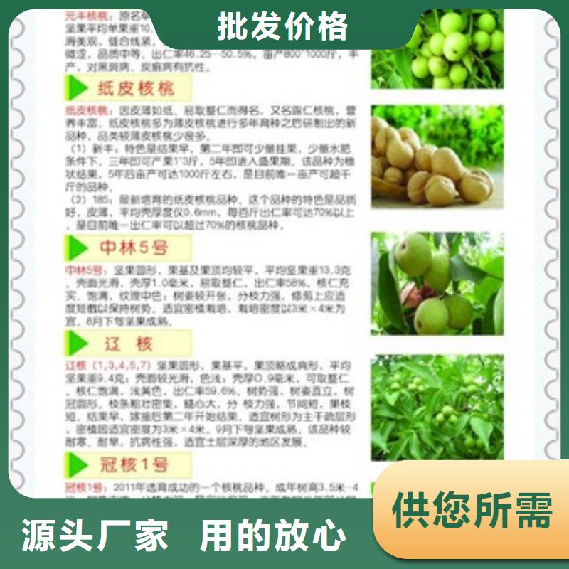 核桃苗山楂苗厂家直销直供