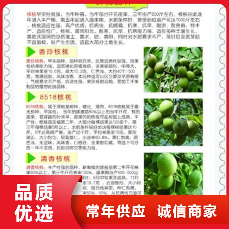 核桃苗山楂苗厂家直销直供