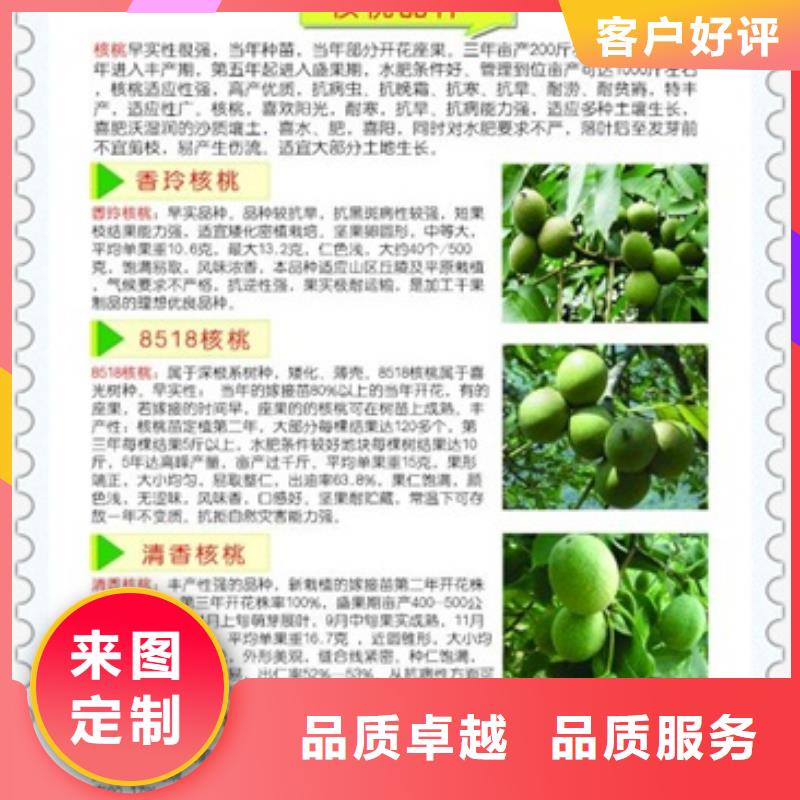 核桃苗苹果苗信誉至上
