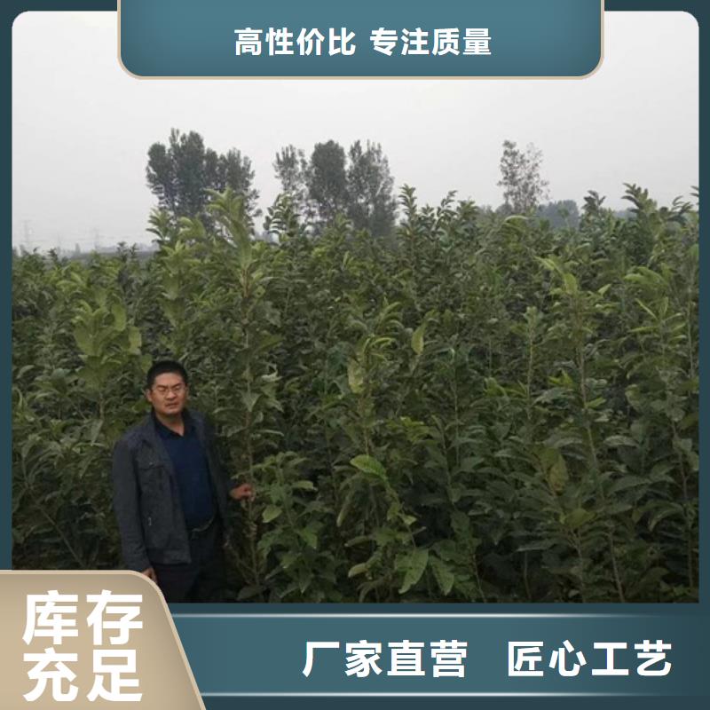 板栗苗梨树苗闪电发货