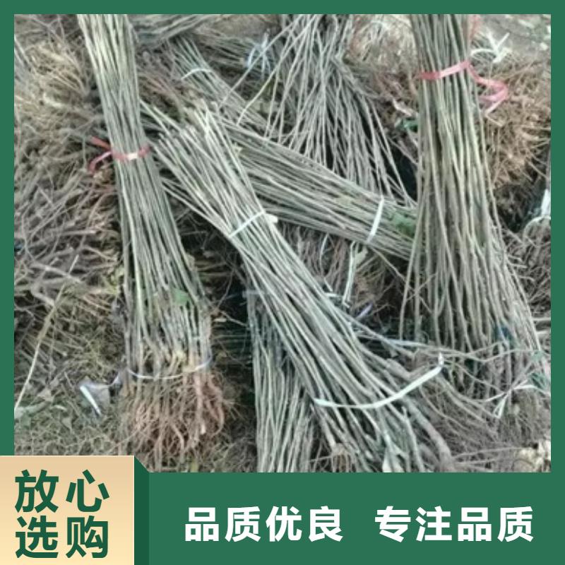 板栗苗支持非标定制