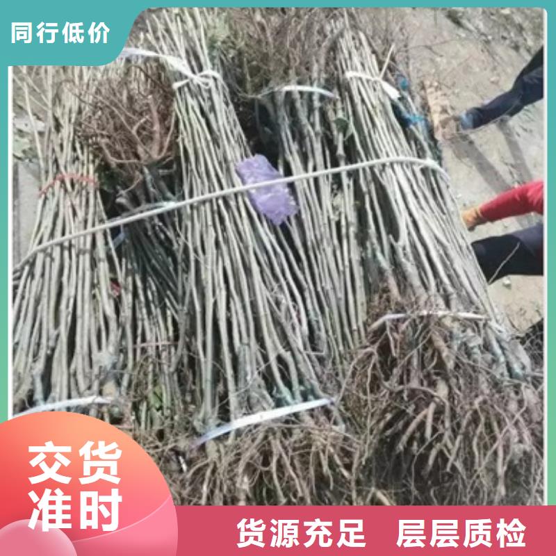板栗苗桃树苗产品参数