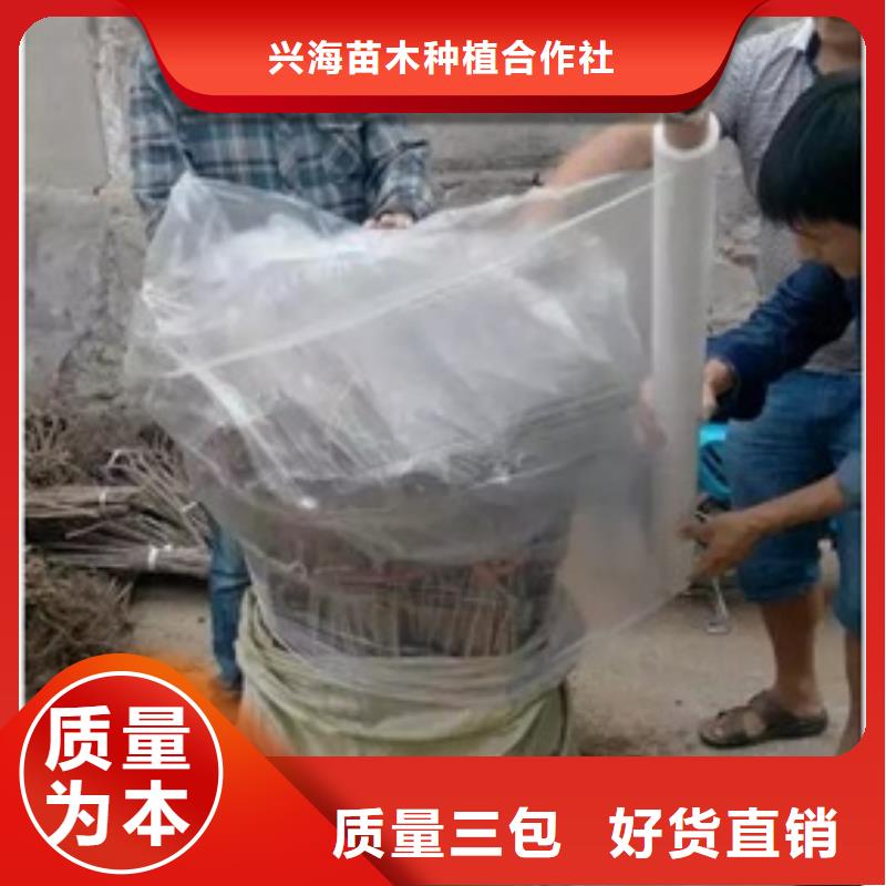 板栗苗李子苗厂家直营