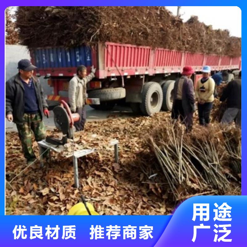 板栗苗李子苗厂家直营