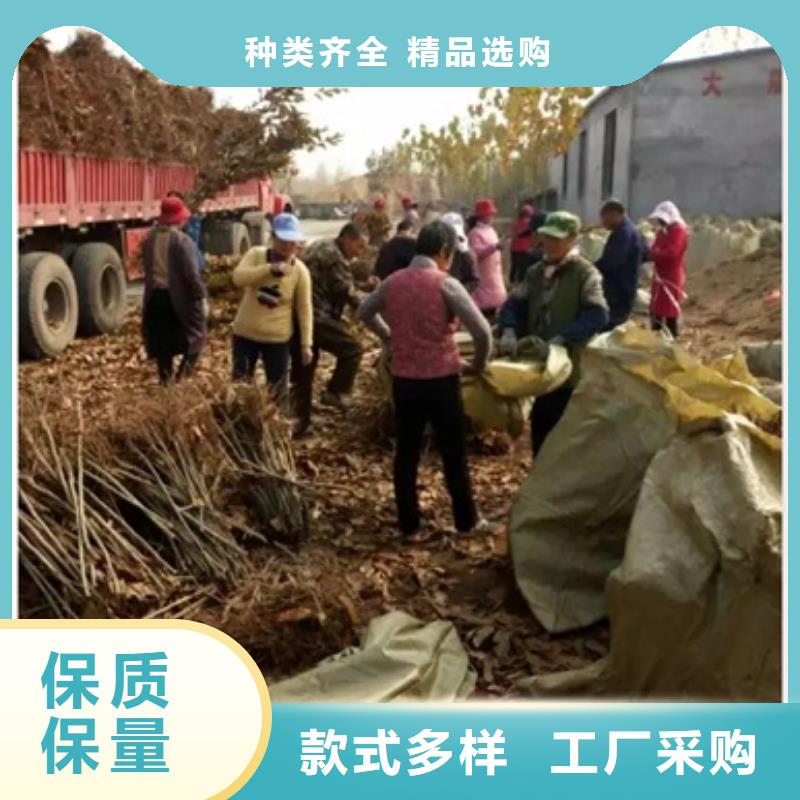 板栗苗李子苗厂家直营