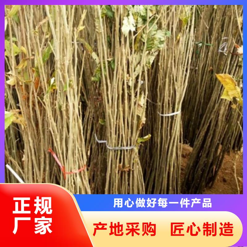板栗苗李子苗厂家直营