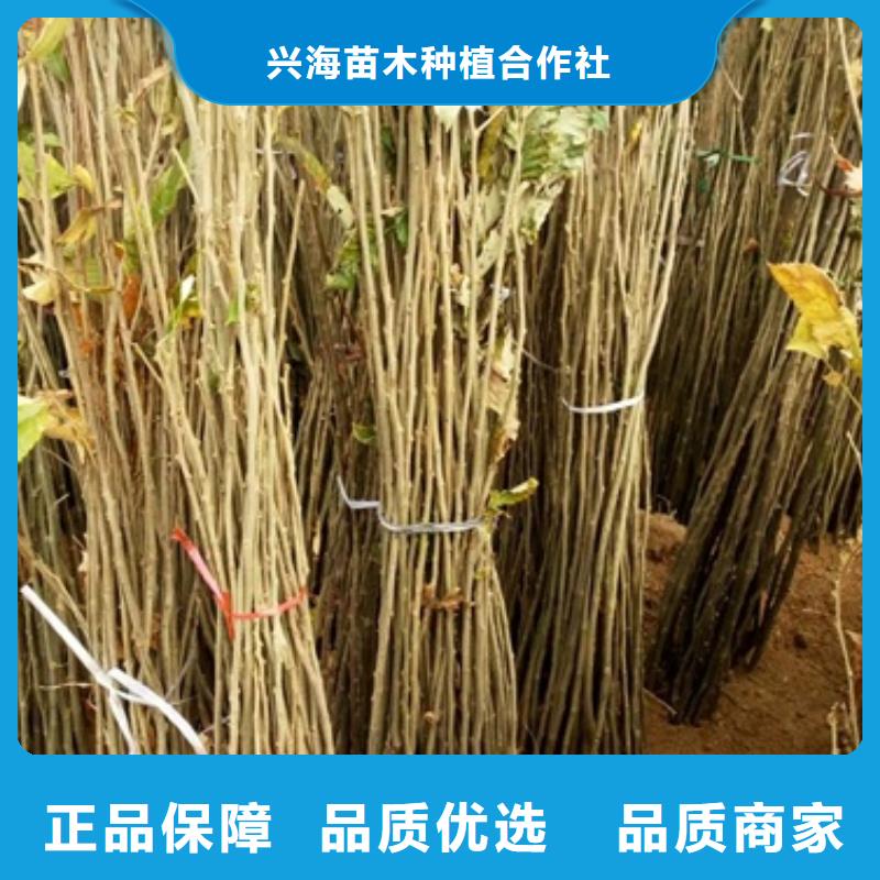 板栗苗花椒苗满足客户需求