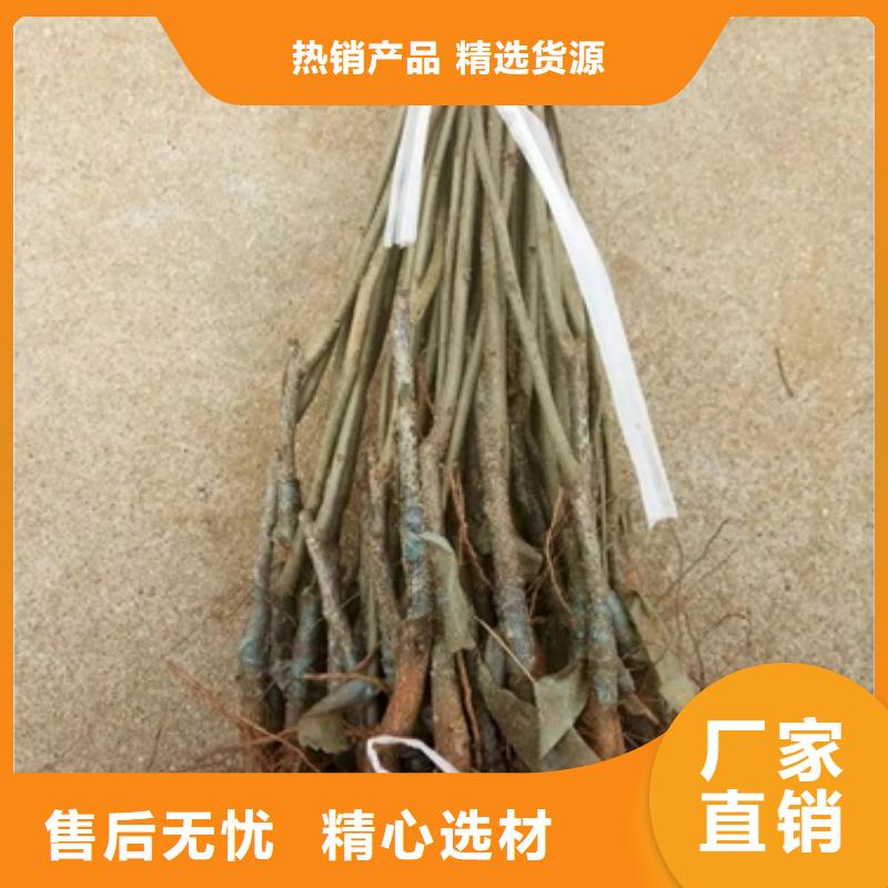 板栗苗价格公道合理
