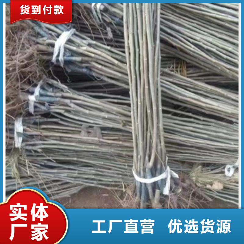 板栗苗桃树苗产品参数