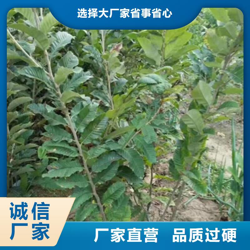 板栗苗-核桃苗厂家货源
