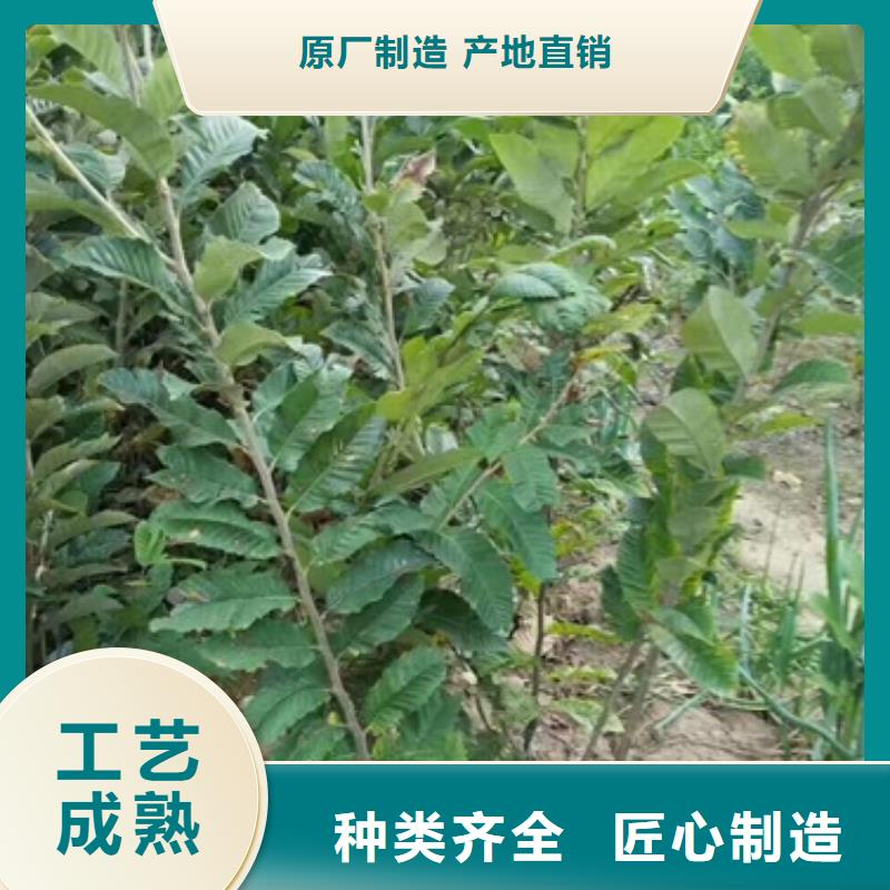 板栗苗价格公道合理