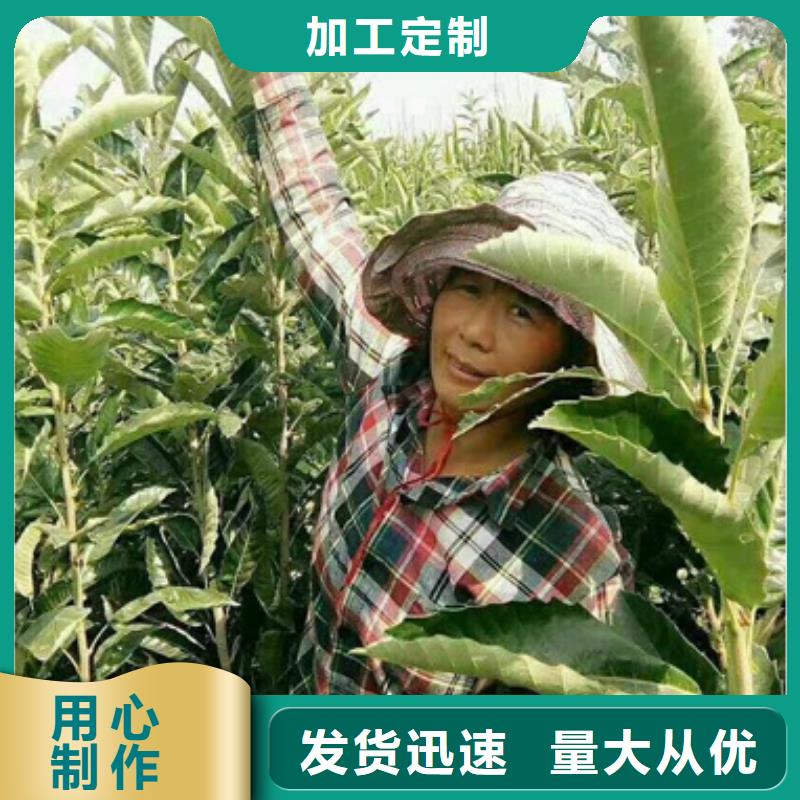 板栗苗-梨树苗品质服务