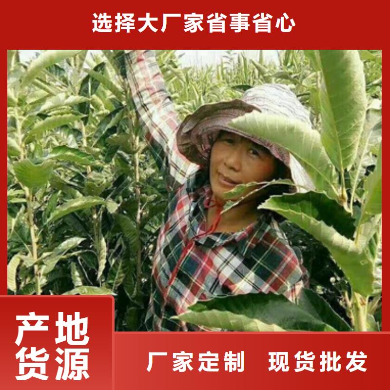 板栗苗苹果苗专注细节专注品质