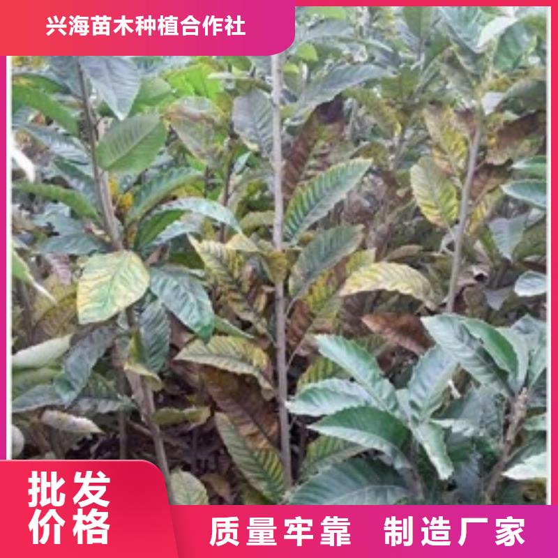 板栗苗价格公道合理
