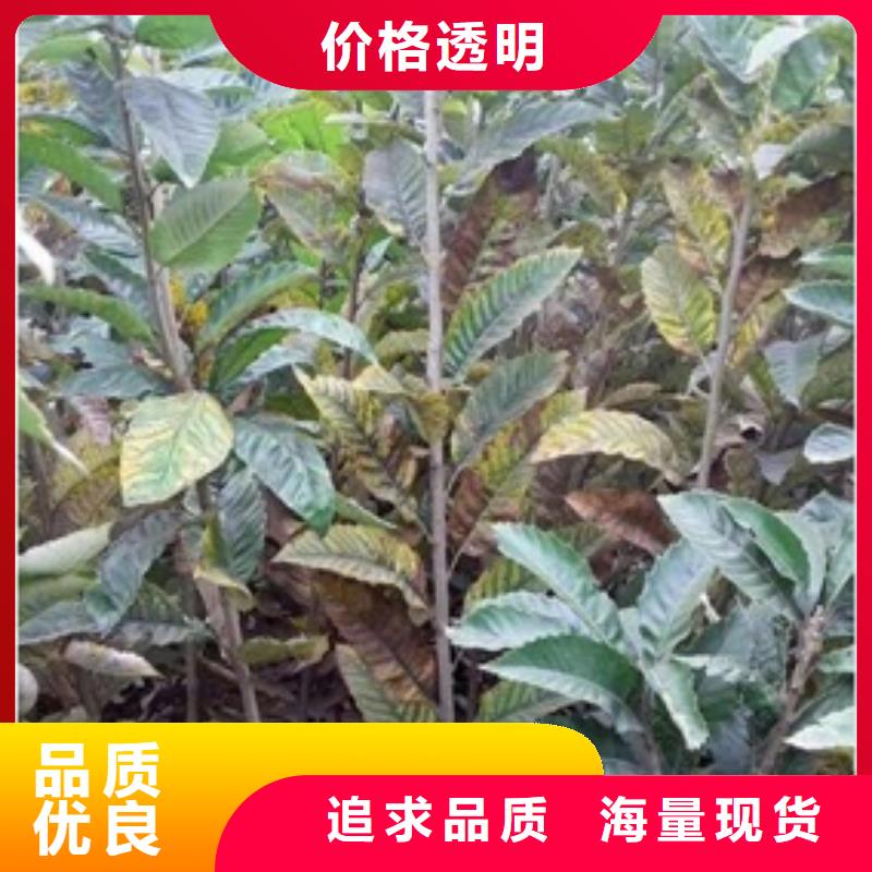 【板栗苗桃树苗产地货源】