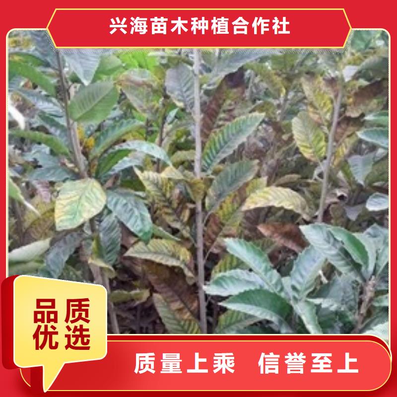 板栗苗花椒苗满足客户需求