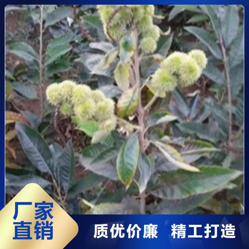 板栗苗实力工厂