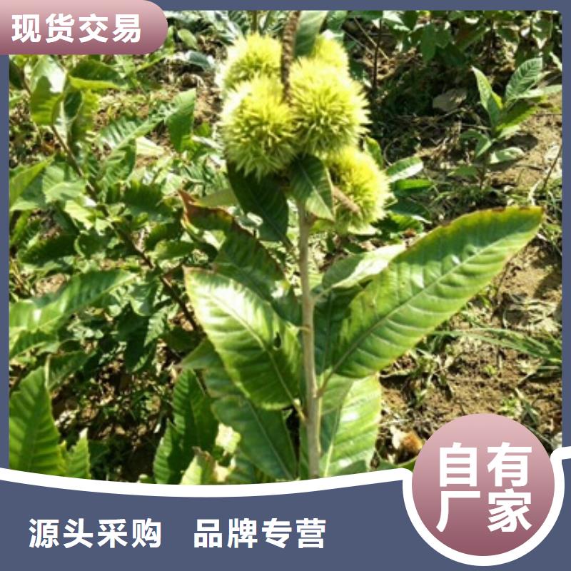 板栗苗蓝莓苗现货快速采购