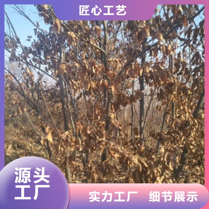 板栗苗苹果苗快速生产