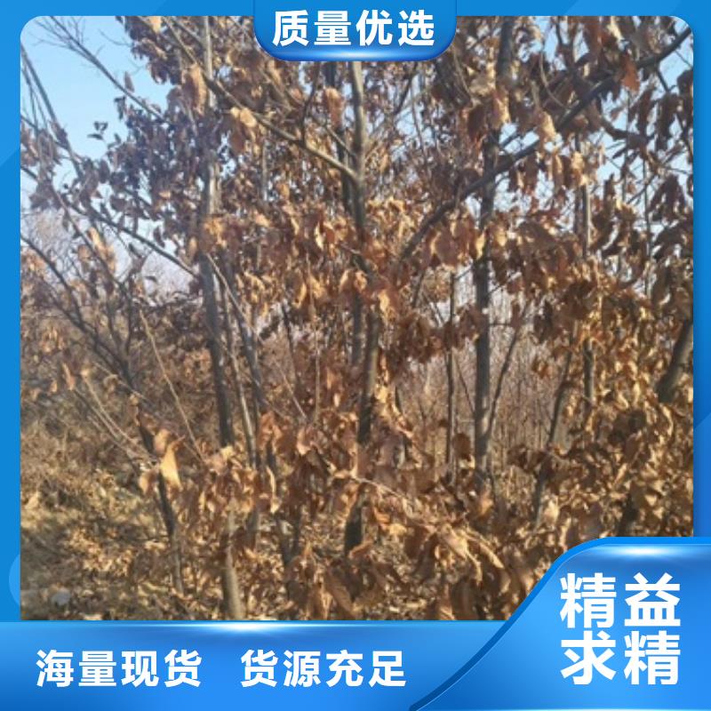 板栗苗价格公道合理