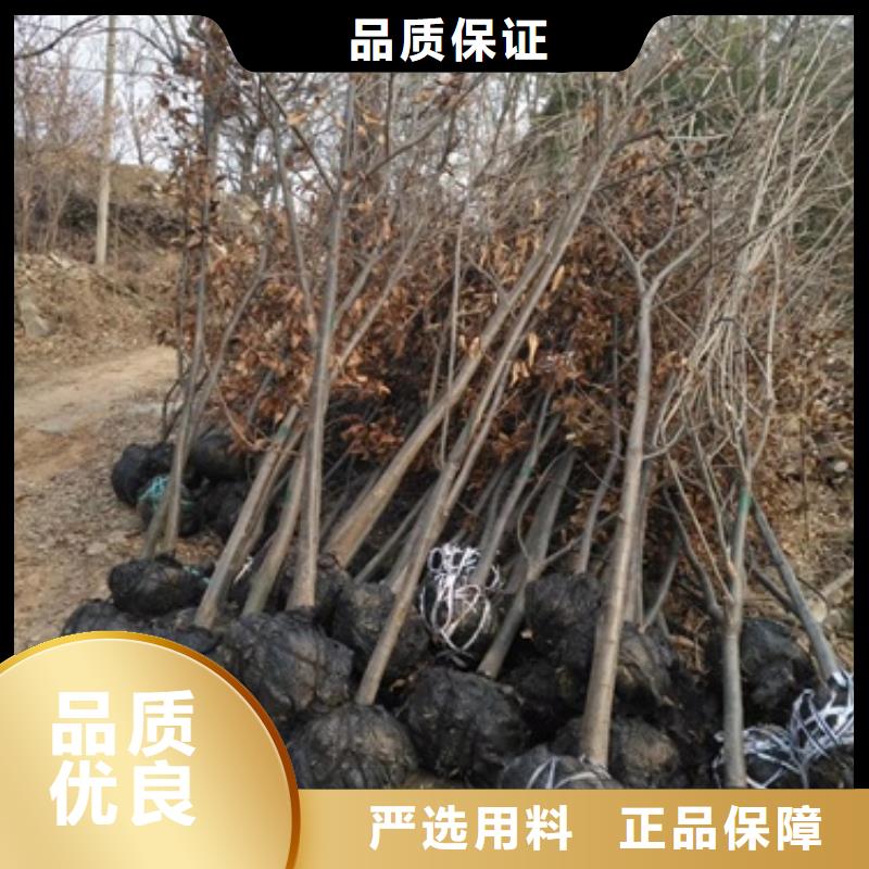 板栗苗花椒苗满足客户需求